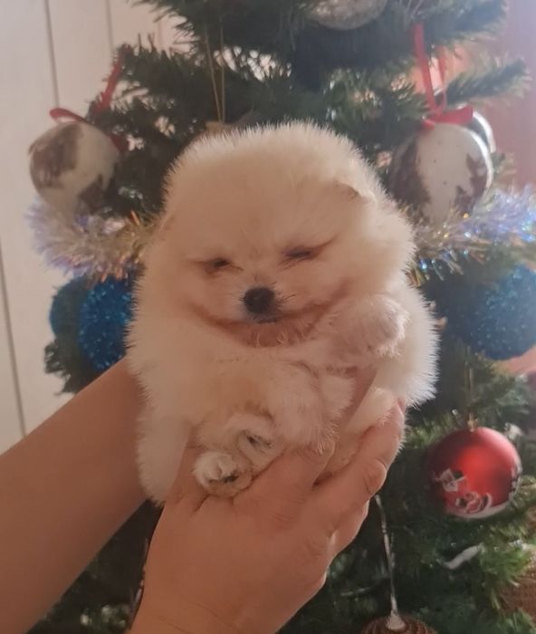 Мини мъжки померан