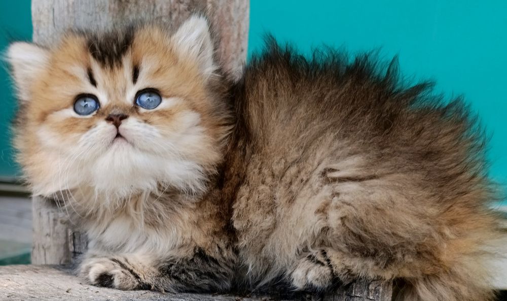 Продаются котята  Scottish straight.