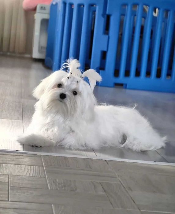 Малтийска болонка топ мини