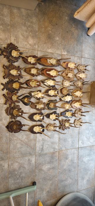 Vand colectie de coarne si trofee de cerb carpatin lopatar caprior capra neagra ren bivol si berbec. Vedeti  pozele atasate la anunt.