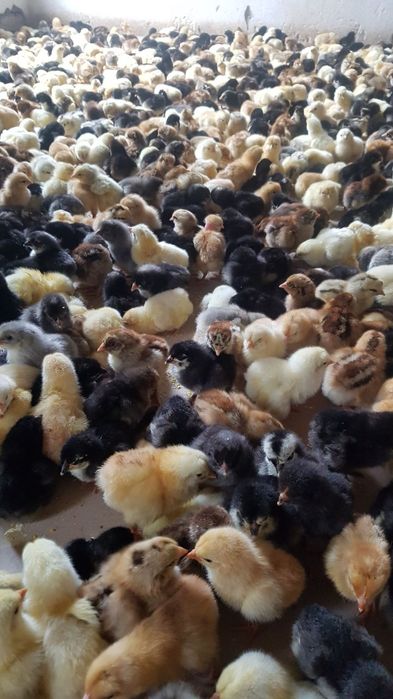 Orgiyalar va jojalar