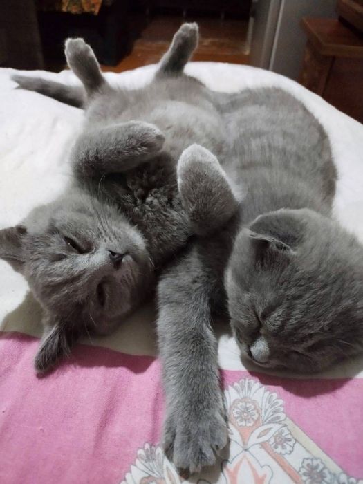 Британская короткошерстная кошка