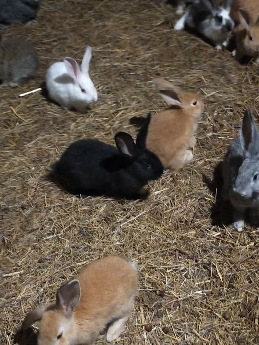 Продам кроликов на развод