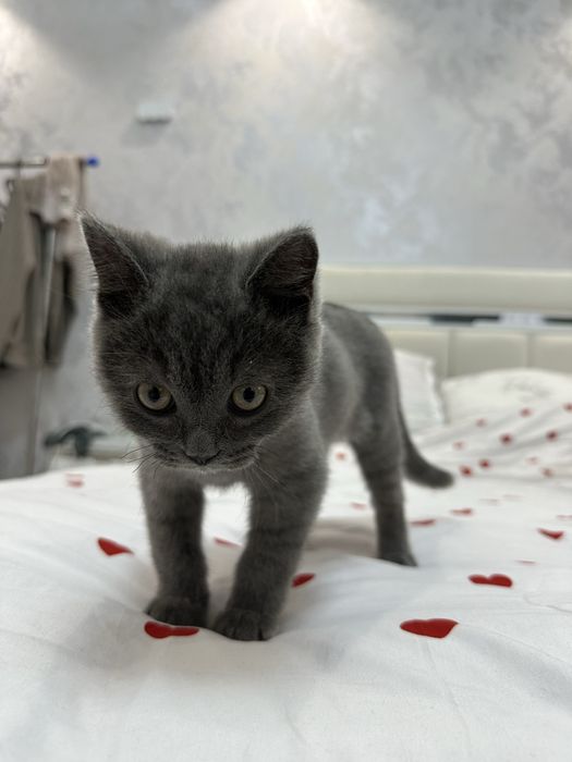 Продается кот 5 месяцев, скоттиш фолд