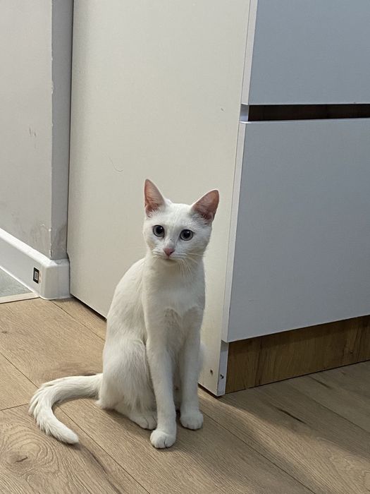 Кошечка, 2годика