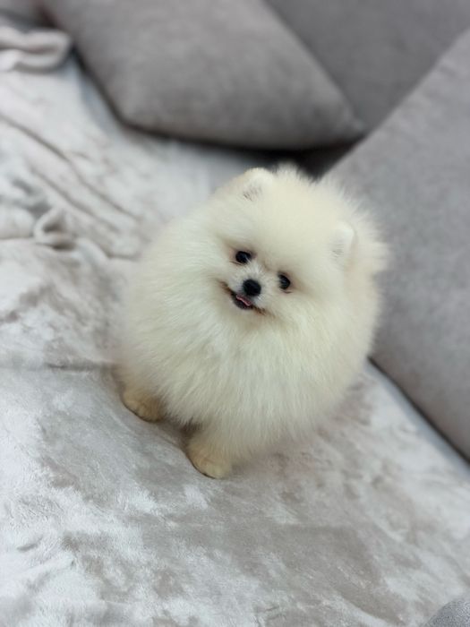 Pomeranian femela - pedigree tip A - parinti campioni