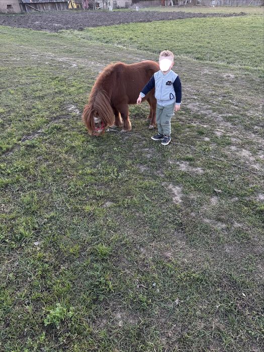 Poneu shetland talie mica