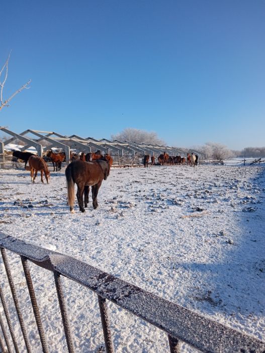Тайчики 10 голов