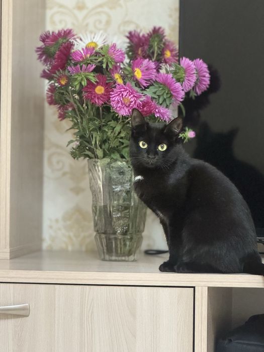 Отдам кошку в хорошие руки