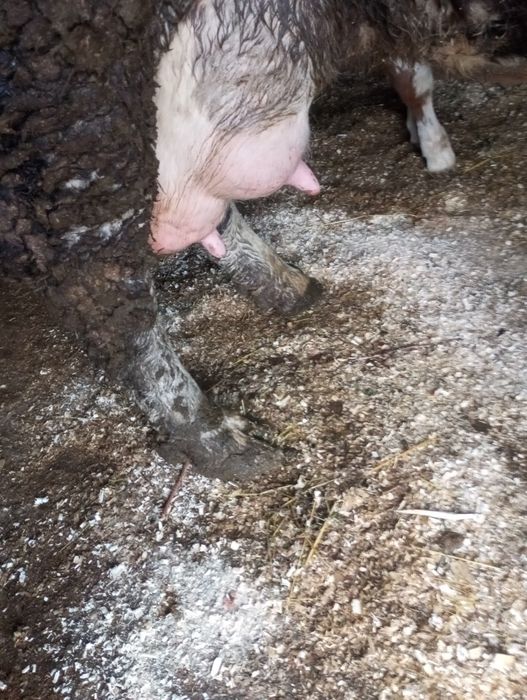 Vănd vacă fată cu tauraș