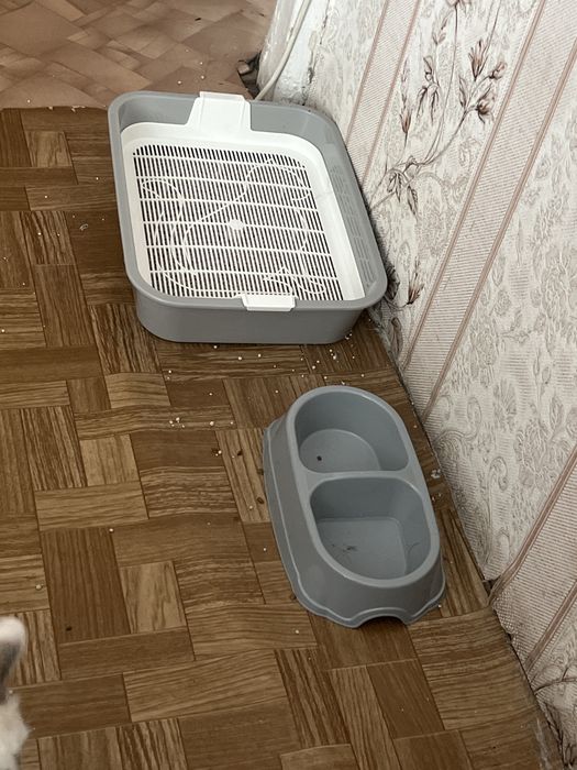 Отдам котенка в добрые руки