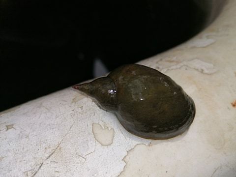 Melci de iaz Lymnaea Stagnalis