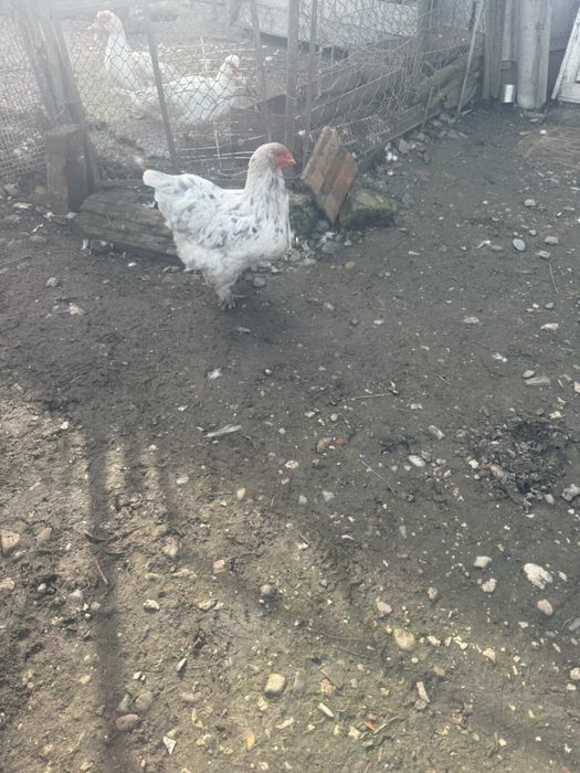 Vand 3 gaini si un cocos