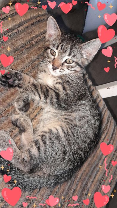 Отдам котенка-мальчик