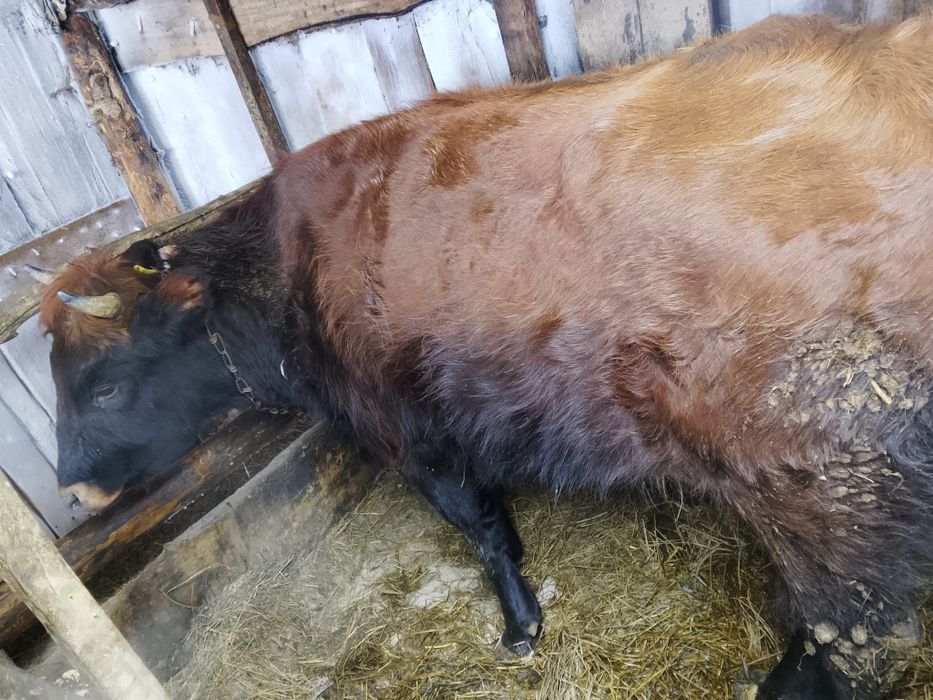 Продам первотелку с телёнком бычок