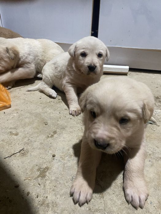 Продаётся щенок….