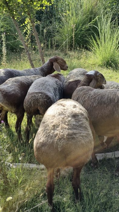 Куйлар 65-70 кг дан бошланади