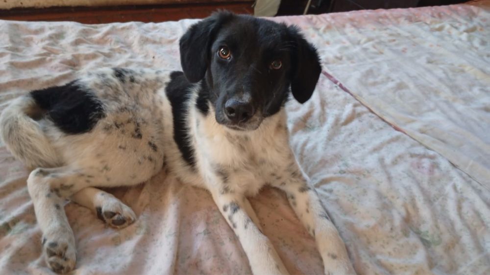 Пристраивается замечательная девочка — Чапа!