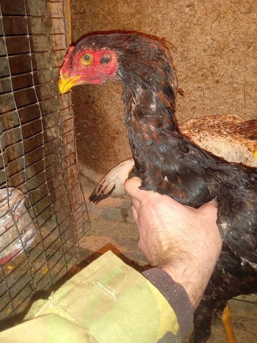 Продам петушка дакан