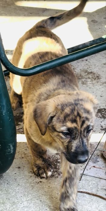 В добрые руки отдаем