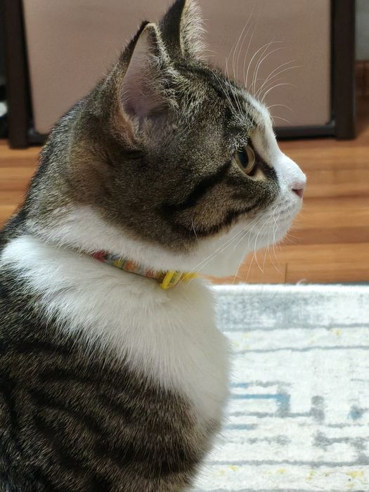 Отдаем котика в добрые руки