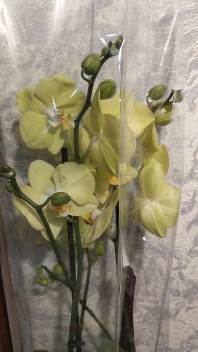 Ппродам орхидеи фаленопсис