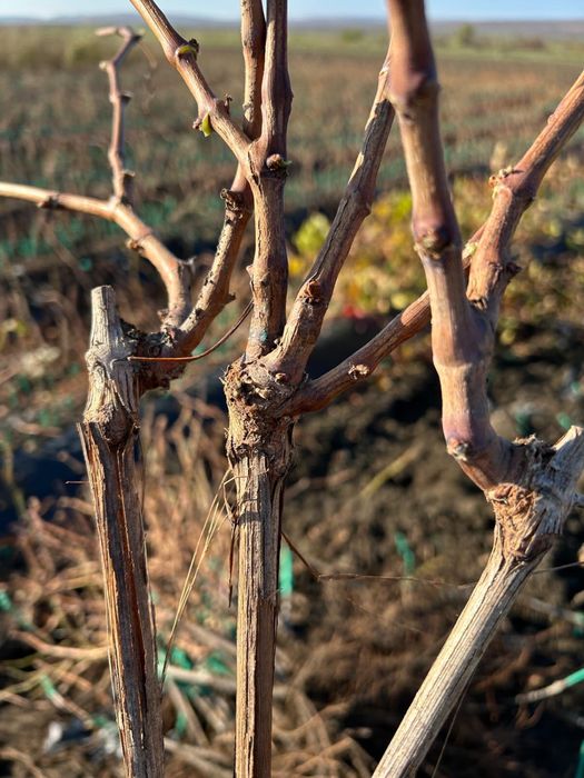 Căpșunică , Ananas , Fraga , hibrid