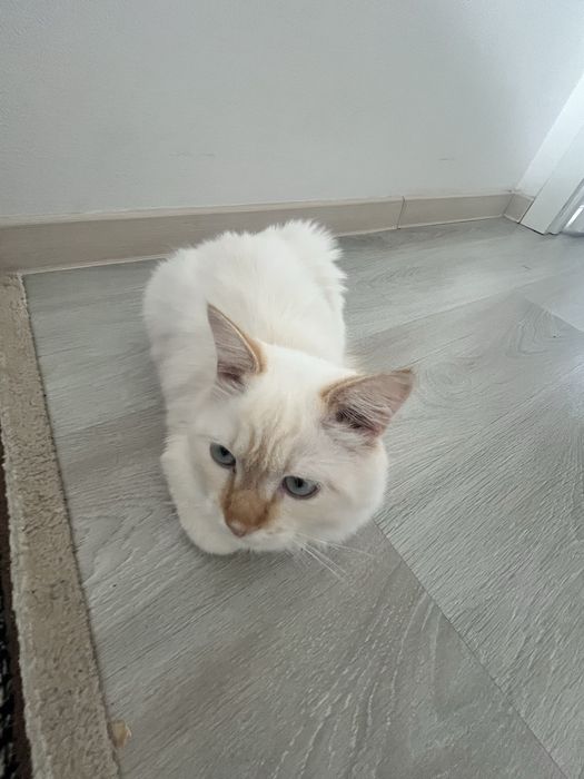 Продам кота белого