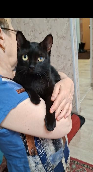 Молоденькая кошечка Чара в добрые руки!