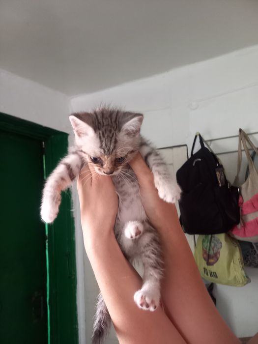 Домашние животные
