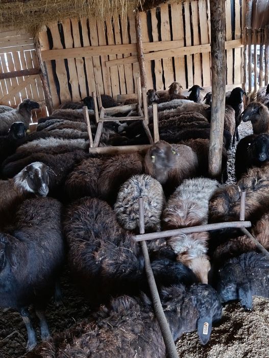 Продам баран продам