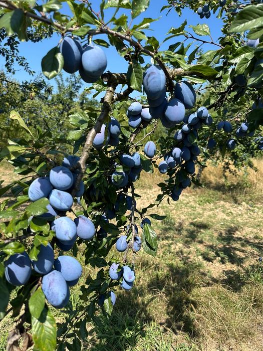 Vand prune pentru țuică/magiun/consum