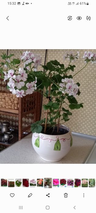 Продам комнатные пеларгонии