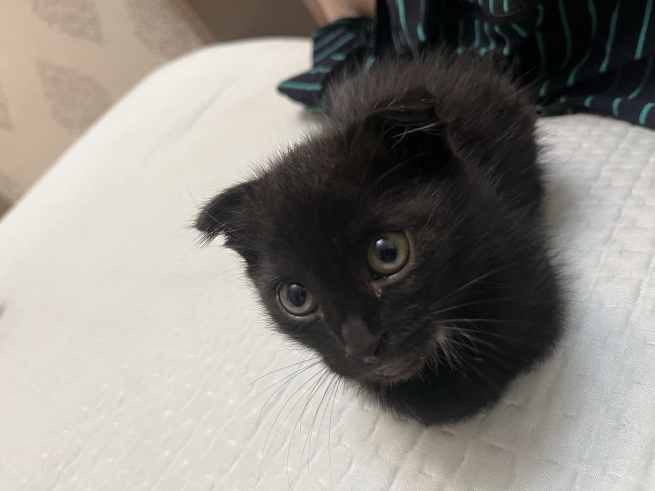 Котенок вислоухий