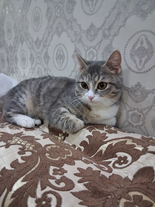 Продам кошку в хорошие руки