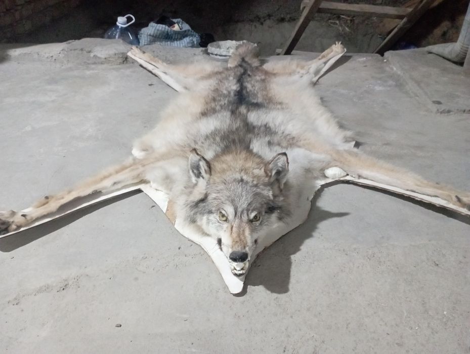 Продаётся Стенные натуральные ВОЛК