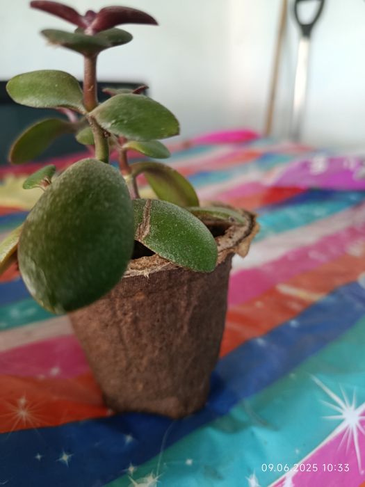 Отростки денежного дерева