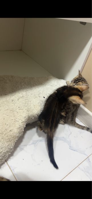 Продаётся кошка породы Бенгал