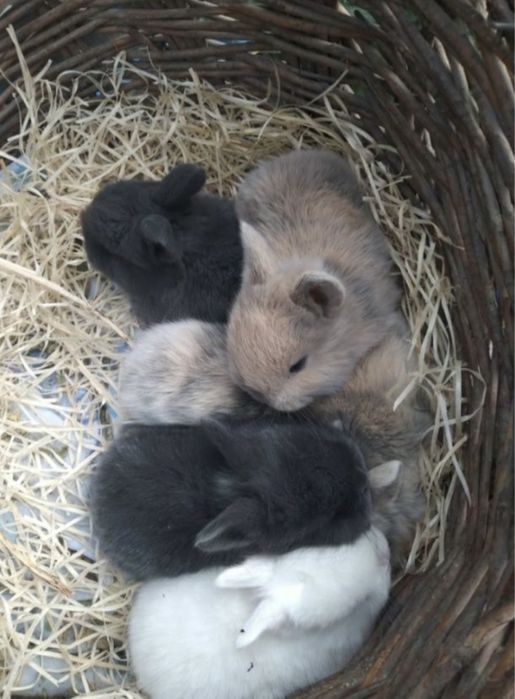 Декоративный кролик