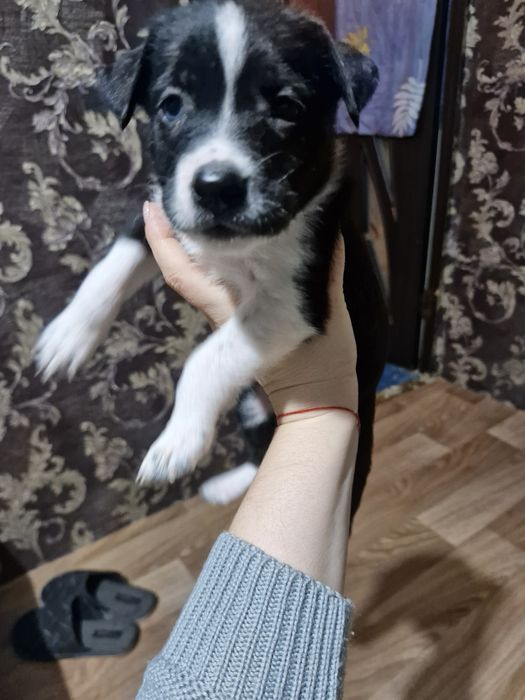 Отдам щенков в добрые руки