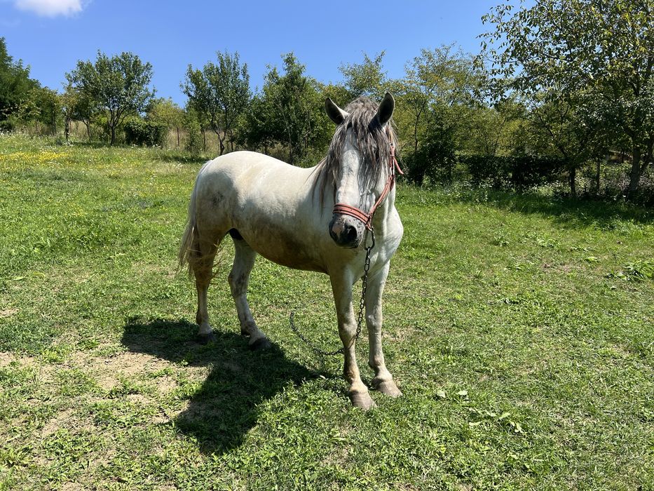 Cal , armasar de 3 ani cu pasaport de vanzare