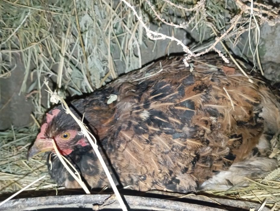 Жас мекендер  обмен