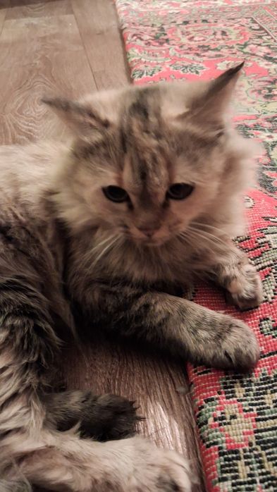 Кошку отдам в добрые руки