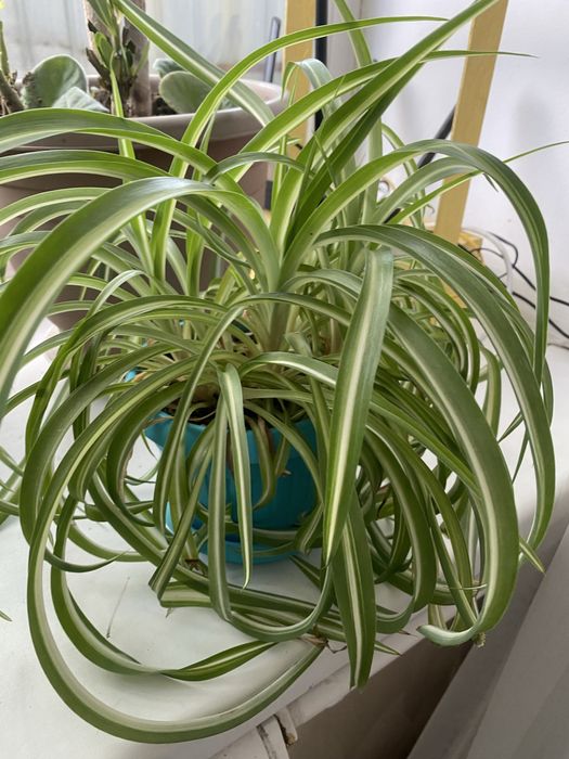 Каланхое, Алоэ, Алоэ древовидное, Хлорофитум