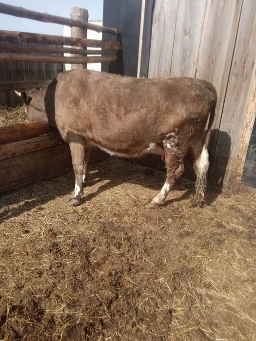 Продам три головы на откорме