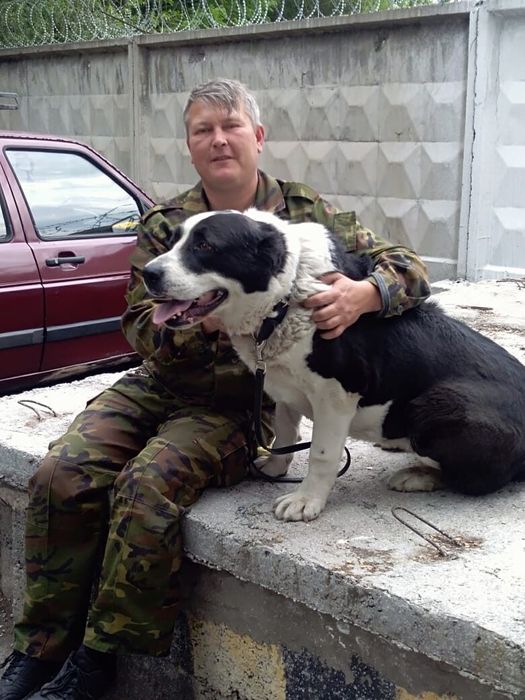 Дрессировка собак