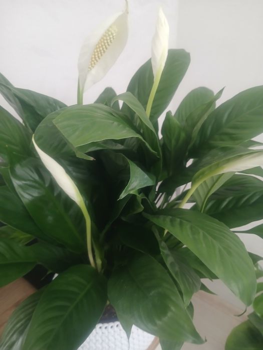 Цветы комнатные для дома и офиса