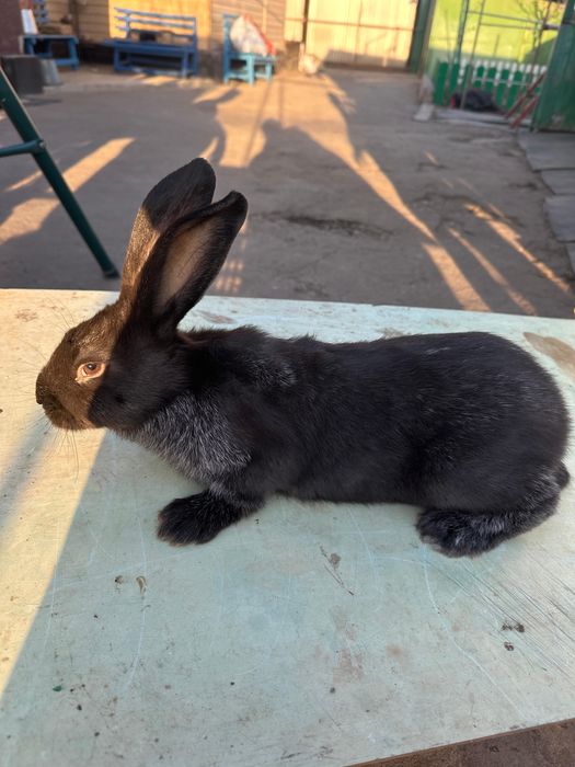 Кролики Серебро