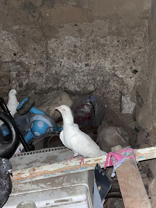 Кептер 8000 тг 4 шт