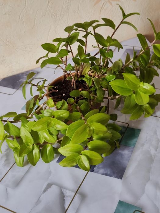 Комнатные растения, распродажа.